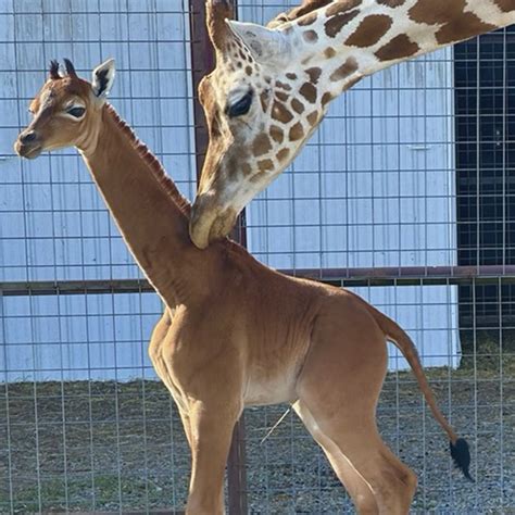 Rare spotless giraffe born at Tennessee zoo